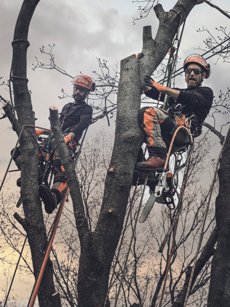 Baumpflege Team Troisdorf Über Uns